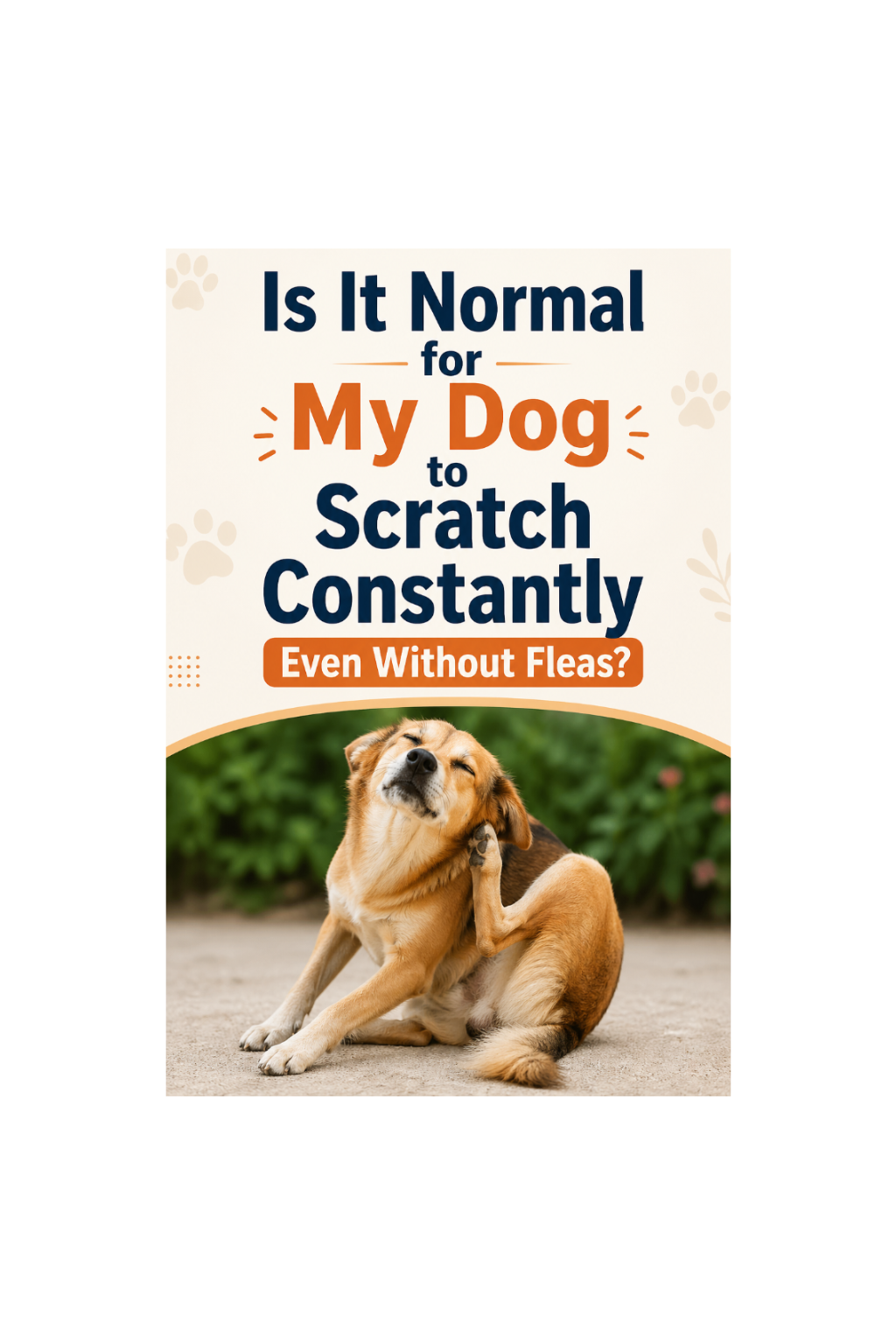 Home Page Image With Text - Is It Normal for My Dog to Scratch Constantly Even Without Fleas